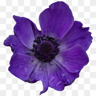 Purple Flower - Purple Poppy Transparent Clipart