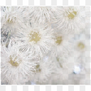 Watermark-flower - Macro Photography Clipart