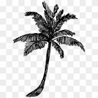 Free Download - Palm Tree Drawing Png Clipart
