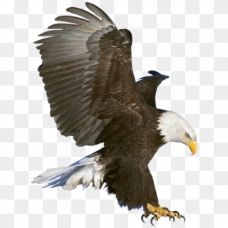 Bald Eagle Png Picture - Png Eagle Clipart