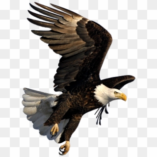Bald Eagle In Flight - Bald Eagle Flying Png Clipart