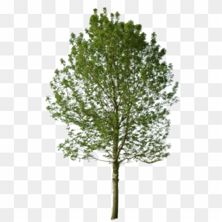 Tree With Alpha Channel Clipart