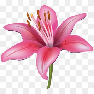 Free Png Download Pink Lily Flower Png Images Background - Lilies Cartoon Clipart