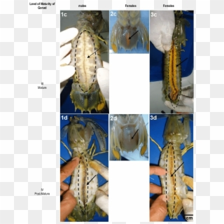 Gonad's Morphological Structure Of Mantis Shrimp Male - Shrimp Gonads Clipart