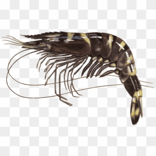 Black Tiger Shrimp Penaeus Monodon El - Black Tiger Prawn Png Clipart