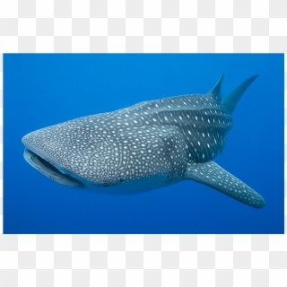 Whale Shark Clipart