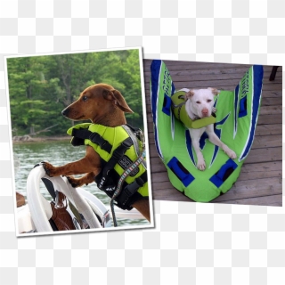 Dachs Labrador Green - Life Jackets For Miniature Dachshunds Clipart