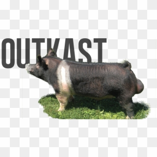 Outkast - Pig Bullfrog Clipart
