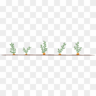 Carrots ~ Do You Even Give Them A Second Thought They're - Houseplant Clipart