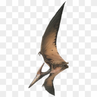 Illustration Of A Pteranodon, A Prehistoric Flying - Universal Studios Orlando Birds Rides Clipart