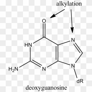 Alkylation Guanine - Alkylation Of N7 Guanine Clipart