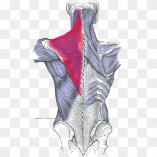 Spine Drawing Grey's Anatomy - Muscles Of The Back Clipart
