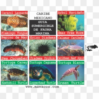Caguama Png , Png Download - Peces Del Caribe Mexicano Clipart