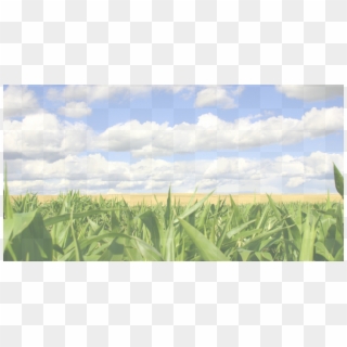 Background Image - Stormont Federation Of Agriculture Clipart