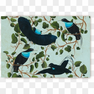 Birds Of Paradise Postcard - Crow Clipart