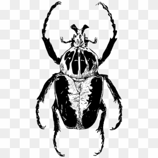 Vector Graphics, - Beetle Goliath Transparent Clipart