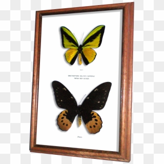Real Framed Butterfly Ornithoptera Goliath Supremus - Male And Female Ornithoptera Goliath Clipart