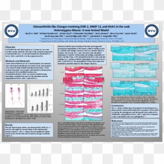 Osteoarthritis Like Changes Involving Ddr 2, Mmp 13, - Cartel De Osteoartrosis Clipart