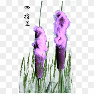 Shishisô, The Four-fingered Grass Of The Yamato Mountain - Spring Crocus Clipart