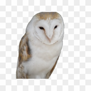 View Larger Image Owl Trademark Attorney Florida - Snowy Owl Clipart