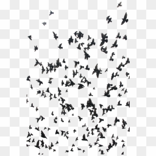 Black And White Cool Birds Bird - Twenty One Pilots Birds Clipart
