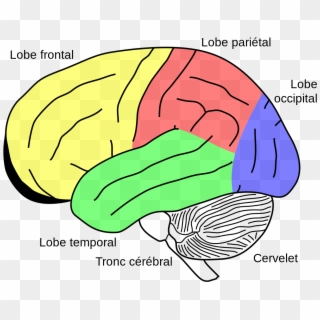Gehirn, Phineas Gage Fr - Cerebellum On Brain Clipart