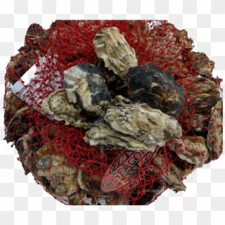 Pacifim Rim Petit Oysters Are A Hard Shell, Deep Cup - Baked Goods Clipart