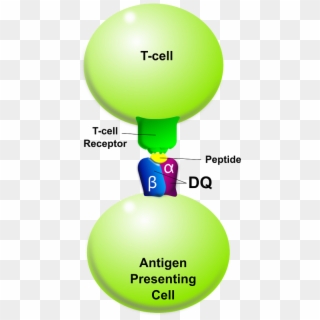 Tcell-apc Dq - Anticorps Monoclonaux Clipart