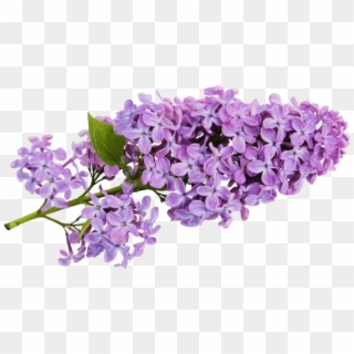 Free Png Transparent Lilac Png Images Transparent - Lilacs Clipart