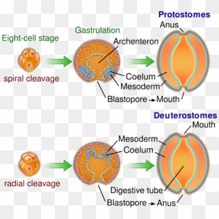 Embryological Origins Of The Mouth And Anus - Deuterostomes Clipart