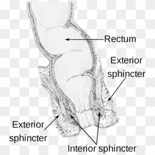 Internal Sphincter Clipart