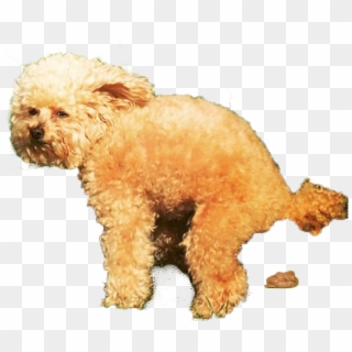 Follow Kevinkleinlive On Snapchat - Toy Poodle Clipart