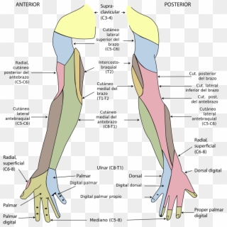 File - Gray812and814 Es - Svg - Cutaneous Innervation Of Upper Limb Clipart