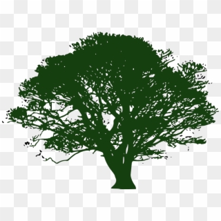 About Helga - Transparent Background Tree Clipart - Png Download