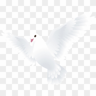 Free Png Download Dove Transparent Png Images Background - Kabutar Png Clipart