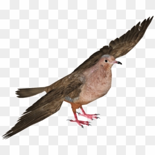 Pigeons And Doves , Png Download - Passenger Pigeon Transparent Background Clipart
