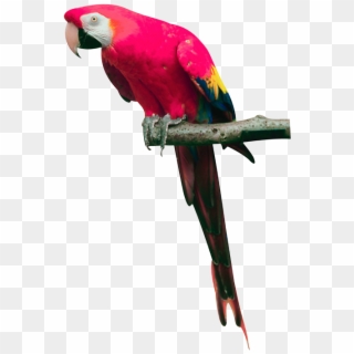 Parrot Png Clipart