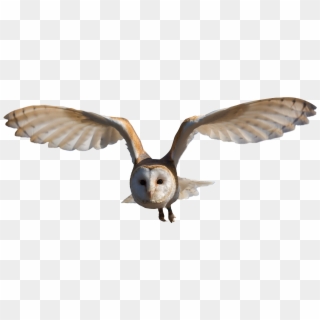 Owl Png, Bird Flying, Png Photo - Barn Owl Png Clipart