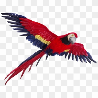 Flying Parrot Png Photos1 - Flying Parrot Png Clipart