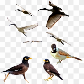 Birds,mina Bird,animal,white Ibis,white Eared Bulbul,png, - Bird Clipart