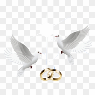 Free Png Download Wedding Doves With Rings Png Images - Dove With Ring Png Clipart
