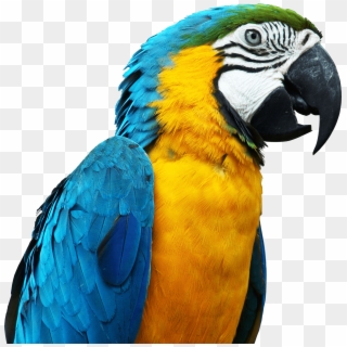 Parrot Png Free Download - Blue Parrot Png Clipart