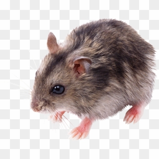Mouse Animal Png Hd - Mouse Png Clipart