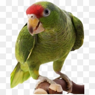 Free Icons Png - Amazon Parrot Png Clipart