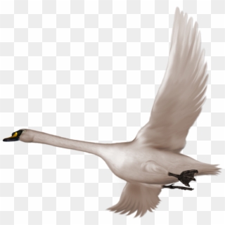 Swan Flying Clipart - Png Download
