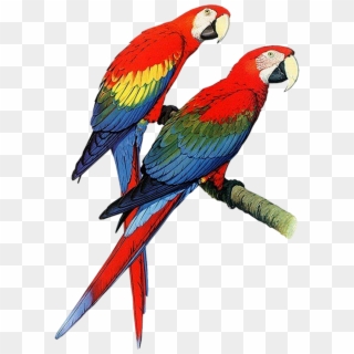 Download Parrot Png Transparent Images Transparent - Parrots Clipart