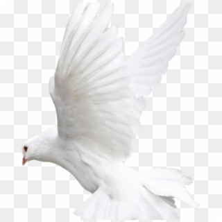 White Dove Clipart Fire Png - Bird Pigeon White Transparent Png