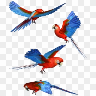 Macaw Png Hd - Macaw Clipart