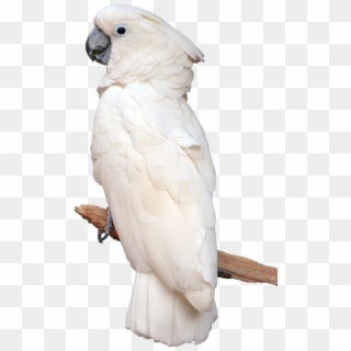 Download Parrot Png Transparent Images Transparent - White Parrot Clipart