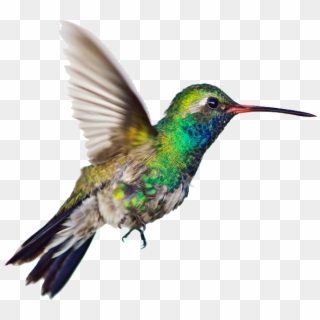 Graphic Humming Bird Clipart - Hummingbirds Png Transparent Png